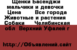 Щенки Басенджи ,мальчики и девочки › Цена ­ 1 - Все города Животные и растения » Собаки   . Челябинская обл.,Верхний Уфалей г.